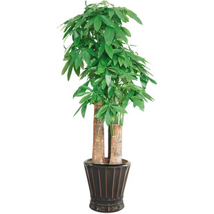 发财树办公室客厅绿植盆栽大型金钱树花卉植物室内花绿化北京发货