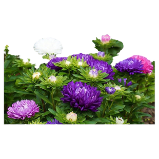 矮翠菊种子四季播种开花卉种孑室外阳台庭院易种小雏菊花籽花种孑