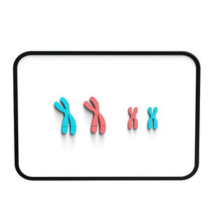 六鑫减数分裂中染色体变化模型组件强磁吸附可拆卸生物教学教具磁吸式染色体减速分裂模型教学仪器