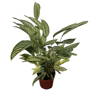 新品花镜青纹竹芋盆栽室内观叶客厅植物办公室绿植花卉净化空气