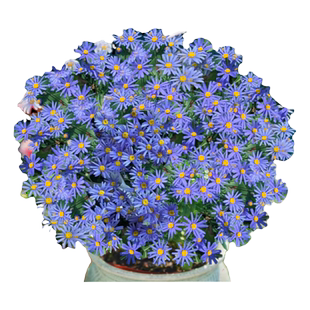 玛格丽特花苗菊花盆栽花卉植物室内外阳台多季开花耐寒耐冻好养活