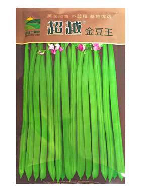 金豆王小金豆种子早春菜种青豌豆种籽四季豆蔬菜孑农用豆角籽种