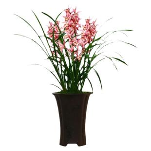 翁源兰花喜花里四季建兰大花蕙兰台北小姐带花浓香型好养绿植花卉