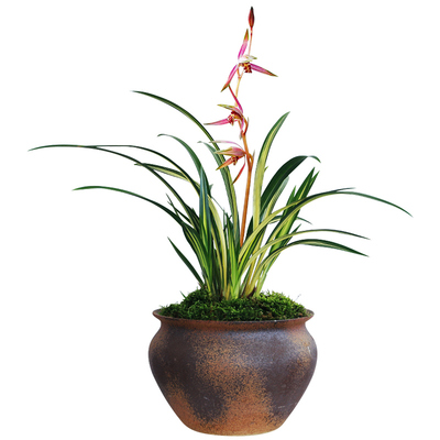 正品室内好养易活浓香型观花植物