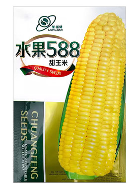 超甜水果玉米双色超甜白玉米