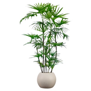 棕竹室内客厅盆栽植物大型落地真绿植吸甲醛神器细叶竹子四季常青