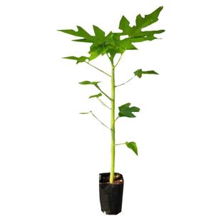 大青红肉水果木瓜苗冰糖矮木瓜苗矮化红心木瓜苗四季南方种植常绿