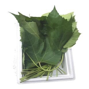 新鲜木芙蓉叶根花朵枝条全干品包邮正宗鲜花叶地芙蓉树苗木种植