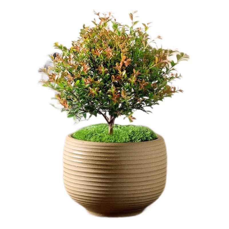 大棵小叶赤楠老桩桌面盆栽好养活绿植金丝楠木树苗四季阳台盆景