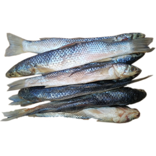 腌咸梭鱼渤海特产小筷梭小号海鱼非养殖自腌制水产干货新鲜红眼梭