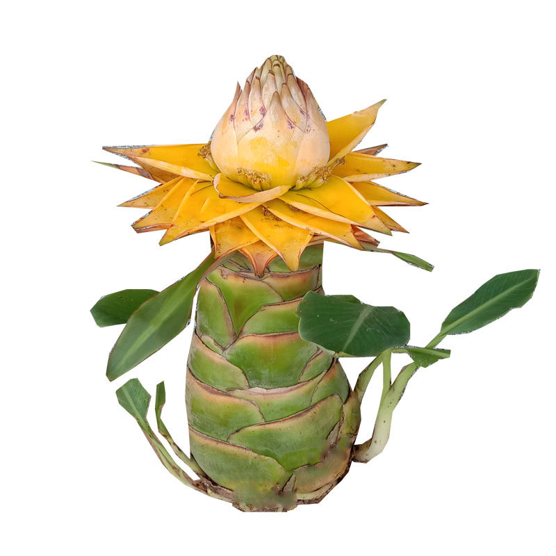 云南地涌金莲花绿植盆栽现挖包活