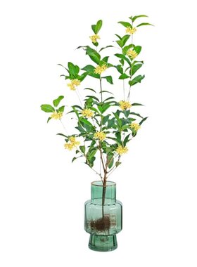 水培桂花室内桌面四季好养