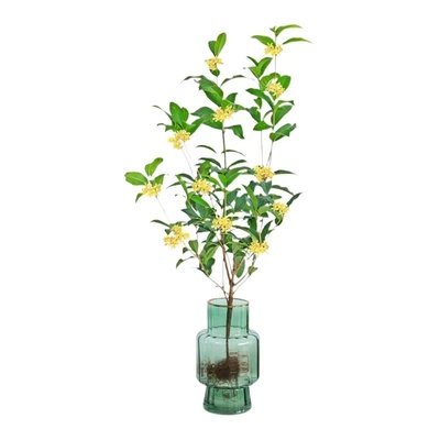 水培桂花室内桌面四季好养