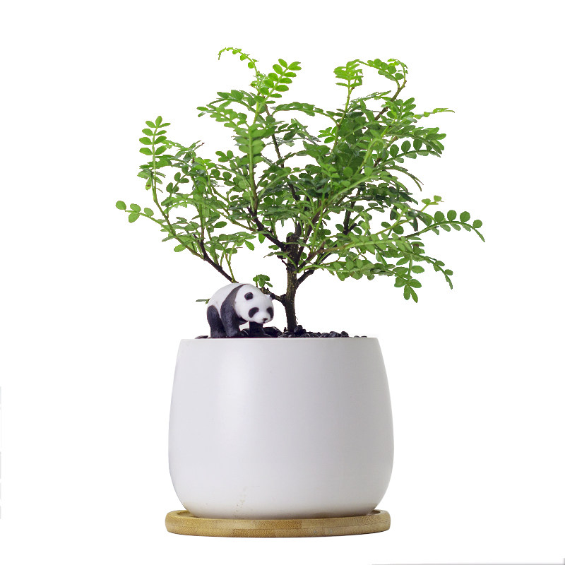 胡椒木桌面盆栽室内清香绿植客厅净化空气植物四季常绿驱蚊虫花卉