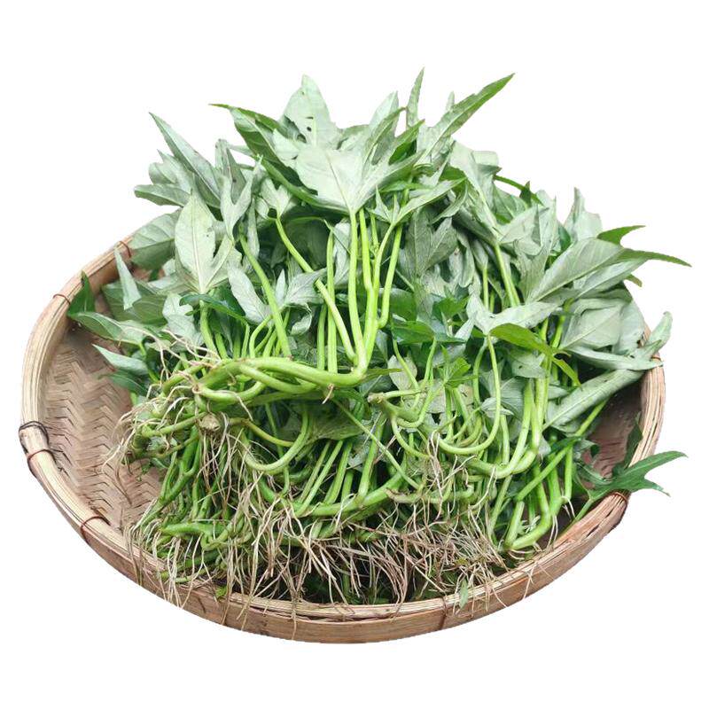 广西食叶型番薯叶包种活