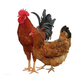 庄河大骨鸡 土鸡大公鸡走地鸡农家散养正宗新鲜三黄鸡包邮免运费