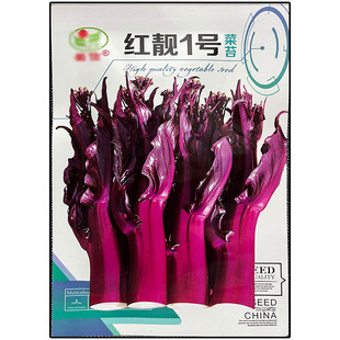 红靓1号10g红菜苔种子孑籽杂交苔多粗红油菜薹心芯头重复采收蔬菜