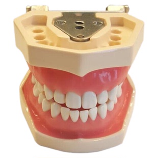 牙齿口腔教刷牙模具儿童假牙仿真玩具牙科拔牙教学可拆卸备牙模型