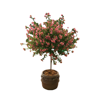 木槿花树苗盆栽可食用棒棒糖重瓣大花阳台庭院耐寒绿篱笆绿化工程