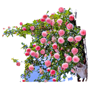 粉色龙沙宝石蔷薇爬藤本月季花苗盆栽四季浓香玫瑰花卉植物庭院开