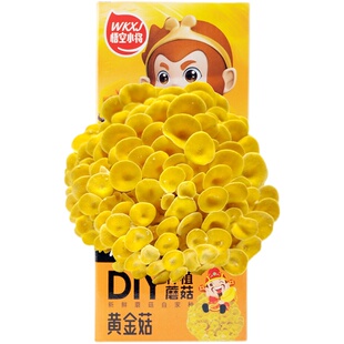 悟空小将蘑菇 秀珍菇蘑菇种植包可食用diy种蘑菇儿童种蘑菇菌包