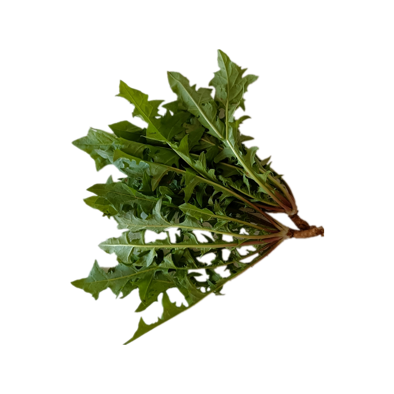 山东烟台野菜蒲公英新鲜带根婆婆丁生吃食用