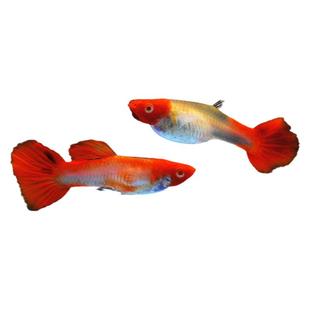 纯种孔雀鱼小型观赏鱼淡水鱼好养耐活热带鱼天使鱼斑马鱼小鱼鱼苗