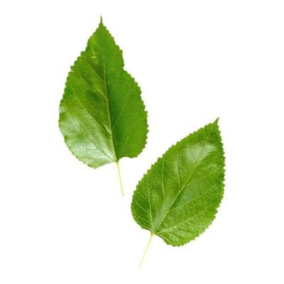 桑叶新鲜喂蚕广州深圳发货蚕宝宝