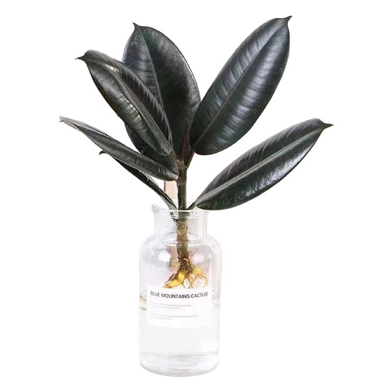 水培植物橡皮树绿植室内水养植物黑金刚盆栽净化空气除甲醛防辐射