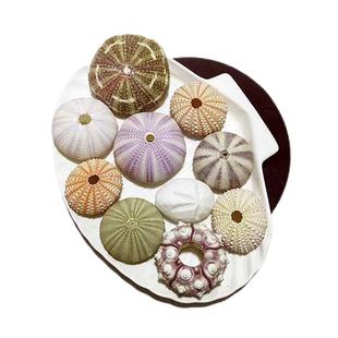 包邮稀有天然海胆壳套餐标本 空气凤梨相框小夜灯材料 紫色白粉色