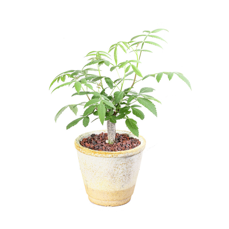 【朴原】双色裂榄Bursera bicolor珍奇芳香观叶盆景绿植盆栽