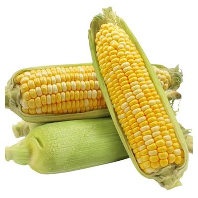 云南金银水果玉米10斤