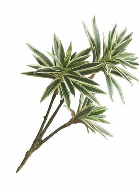 金边百合竹仿真绿植婚庆造景