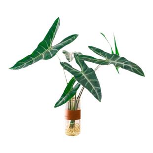 有寻植物银脉剑叶海芋水培热带绿植室内办公桌新奇植物大仙好养
