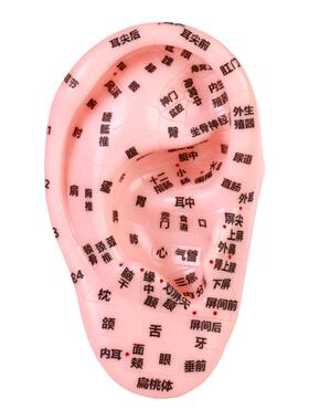 耳部高清防水仿真挂图穴位模型