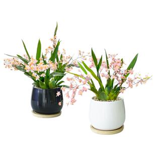 梦香文心兰盆栽带花苞特香水室内兰花植物办公室桌面花卉绿植四季