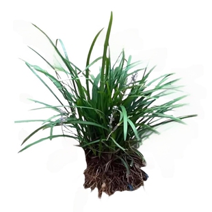 中叶麦冬草苗庭院绿化苗地被植物耐阴耐寒花园草常青麦冬丹麦草