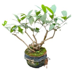 办公室金桂花盆栽老桩原生树苗盆景一物一拍矮化小庭院栽四季绿植