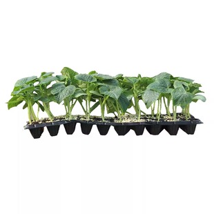 辣椒种苗朝天椒小米椒薄皮椒长线椒灯笼椒甜椒五彩椒螺丝椒秧苗