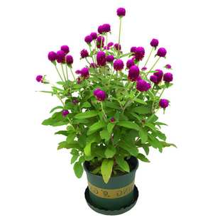 千日红花种子千日紫粉室外景观花海室内阳台盆栽四季易种花卉种籽