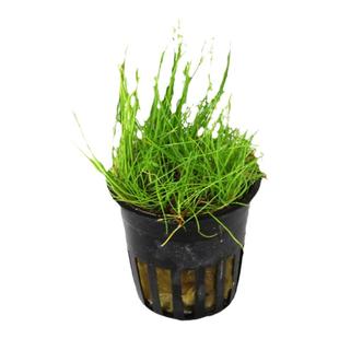 造景水草迷你牛毛草无菌杯针叶牛毛毡新手鱼缸水族乡前景水草活体