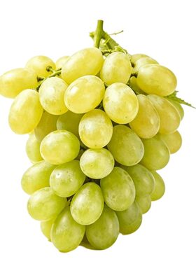 新疆无核白葡萄新鲜|千人加购