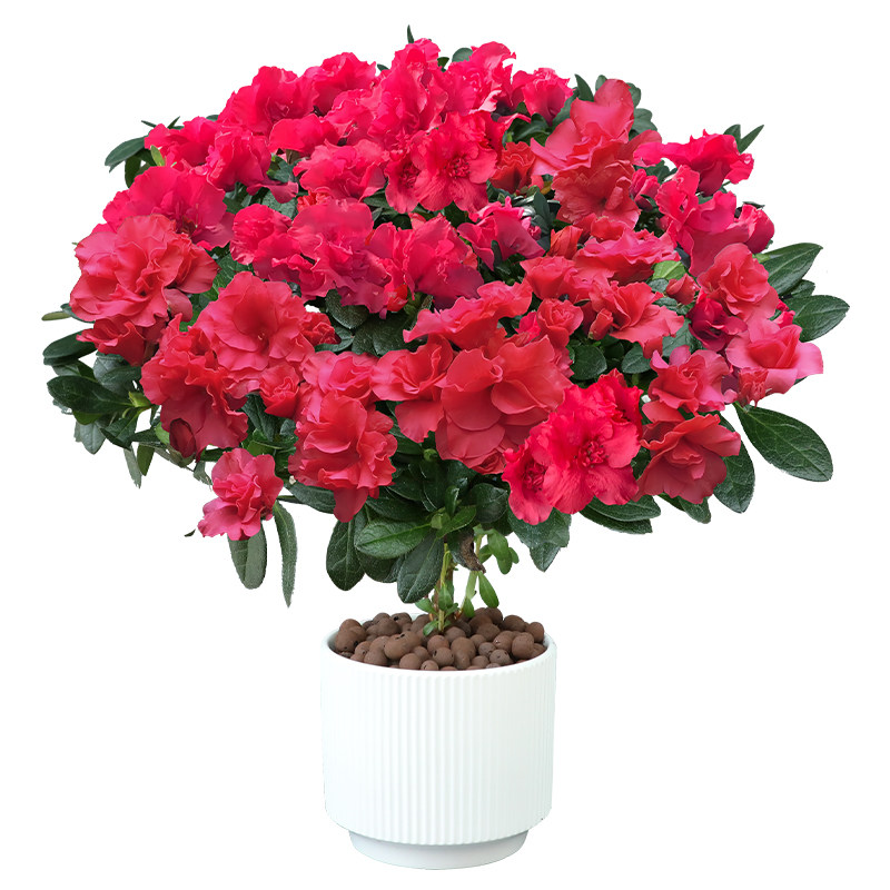 杜鹃花盆栽花卉植物室内阳台四季鲜花带花苞树苗绿植好养易活盆景