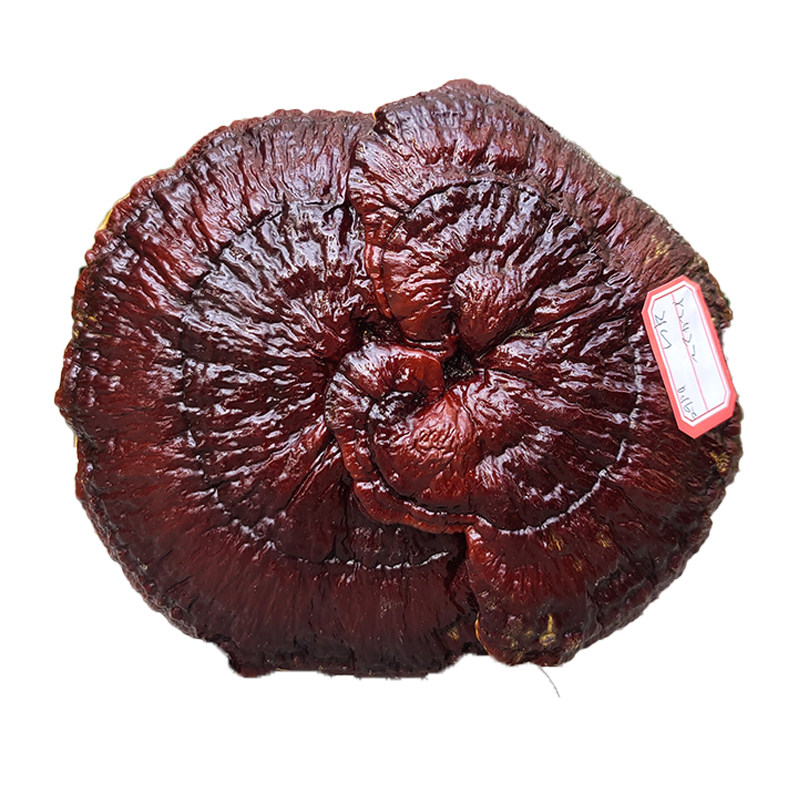 15-20厘米赤灵芝可食用可观赏桌面摆件整朵半野生大红灵芝