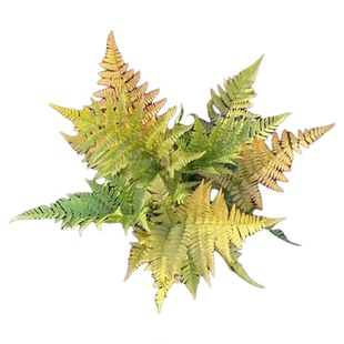 花园地被植物多年生耐寒耐热佛甲草熊猫堇筋骨草芝樱花金叶过路黄