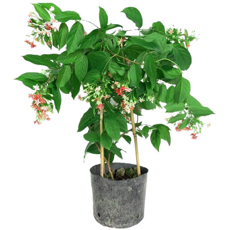 使君子爬藤植物大花苗盆栽重瓣室外庭院夜来香攀爬水君子