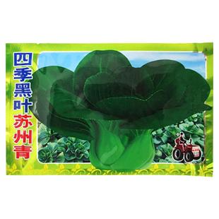 四季黑叶苏州青蔬菜种子矮脚青菜种籽蔬菜种子抗寒菜种孑春季秋季