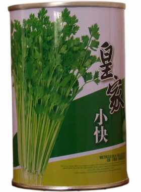 小香芹无纤维芹菜种子欧兰德