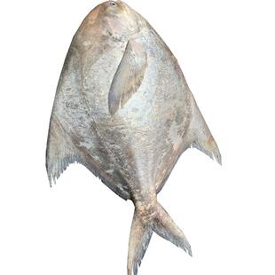 浙奉渔野生白鲳鱼大斗鲳特大包邮燕尾鲳三鲳本地长鳞婆子银鲳正鲳