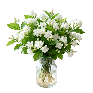 茉莉花水培植物盆栽带花苞办公室内桌面好养懒人鲜花绿植水养花卉